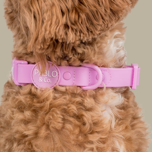 Pablo & Co. LAVENDER Waterproof Collar